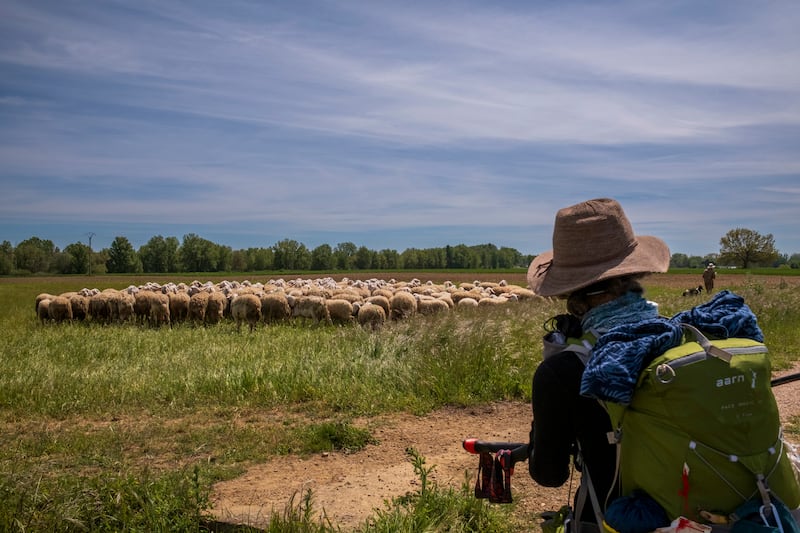 FROMISTA, SPAIN - MAY 8: An American pilgrim photographs a flock of sheep in the town of Campos, on May 8, 2024 in  Fromista, Palencia, Spain. The Camino de Santiago is an ancient pilgrimage route from different places in Europe. Pilgrims walk towards the cathedral of Santiago de Compostela(Photo by Xurxo Lobato/Getty Images)