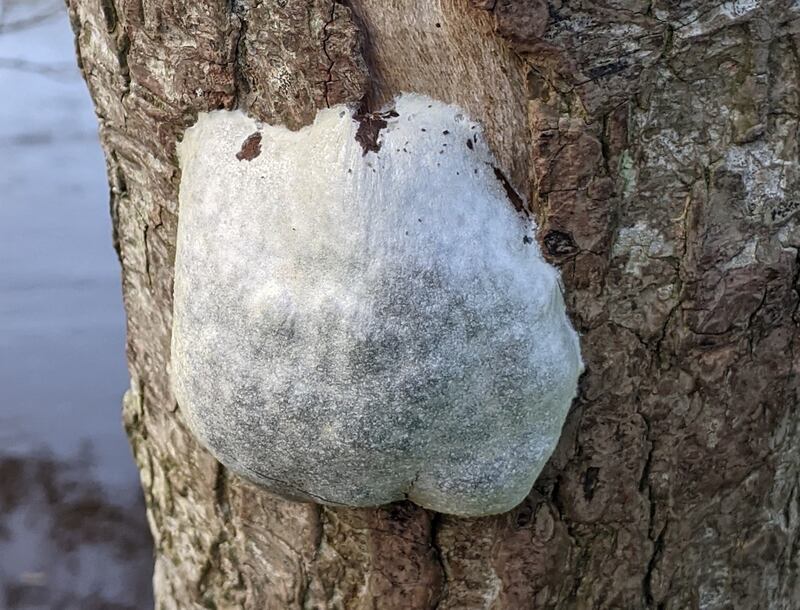 False puffball mould