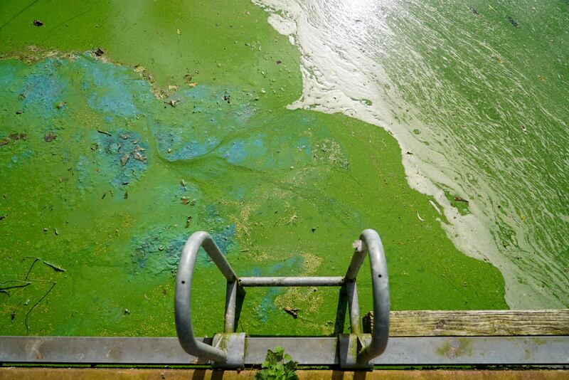 Toxic algae has formed over large parts of Lough Neagh, described by locals as having 'the consistency of soup'. Photograph: Enda O'Dowd