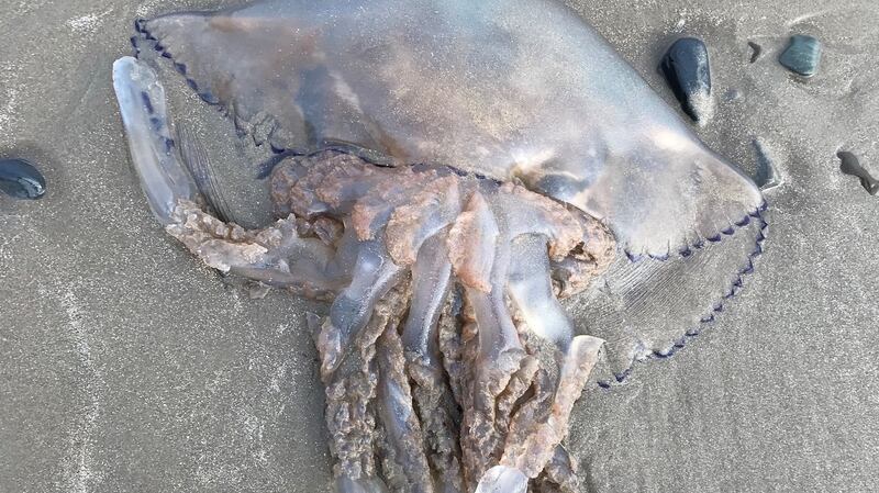 Barrel jellyfish
