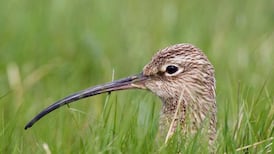 You want an index for Ireland’s biodiversity crisis? I give you the humble curlew