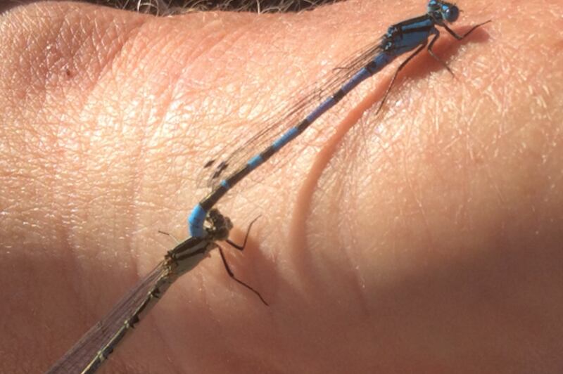 Damselflies