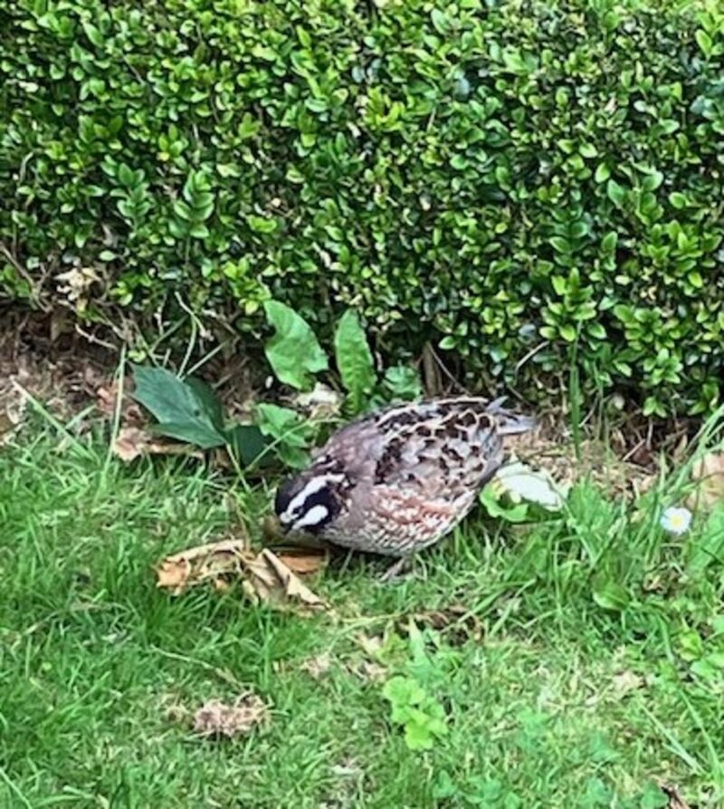 Northern bobwhite. Photograph: Tom Walsh