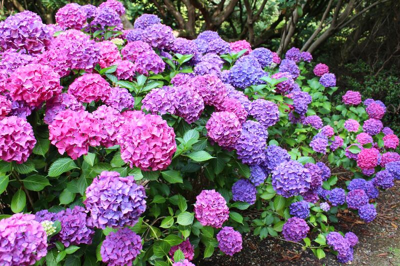 Hydrangea macrophylla: Now is the time to carefully cut away faded flower heads and weak, dead or damaged stems. Photograph: Getty Images