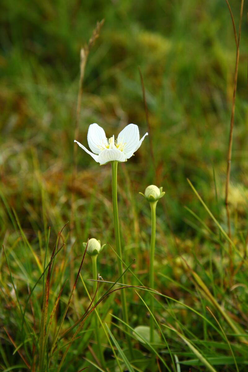 Grass of Parnassus  - not a grass but an attractive flower - has declined dramatically since 1987