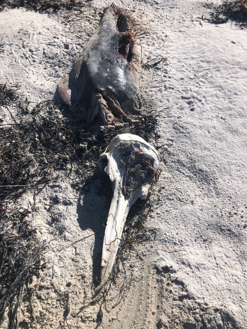 Dolphin skeleton