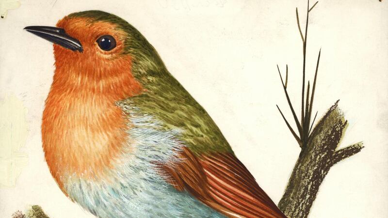 Robin
