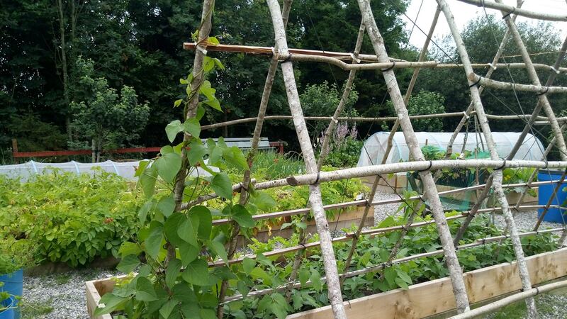 Cornucopia corner: trellis, raised beds and polytunnel at Portlaoise Men’s Shed allotments. Photograph: Dominic Kessie