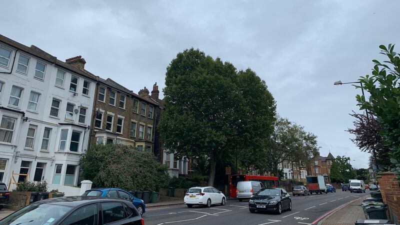 The silver birch  outside Bernadette Fallon’s  flat in  London
