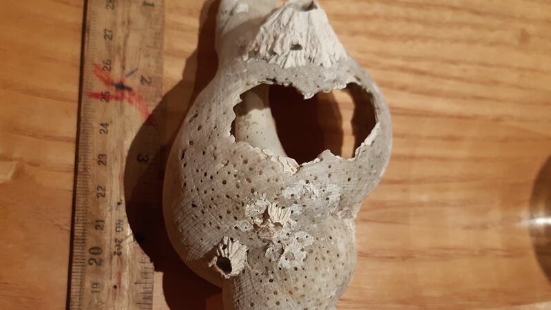 Dog whelk