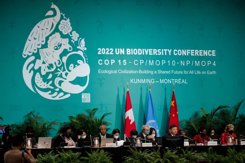 NGOs say national pledges from countries to protect 30 per cent of their own territories by 2030 are now opening a 'vulnerability policy loop' in the negotiations. Photograph: Andrej Ivanov/AFP