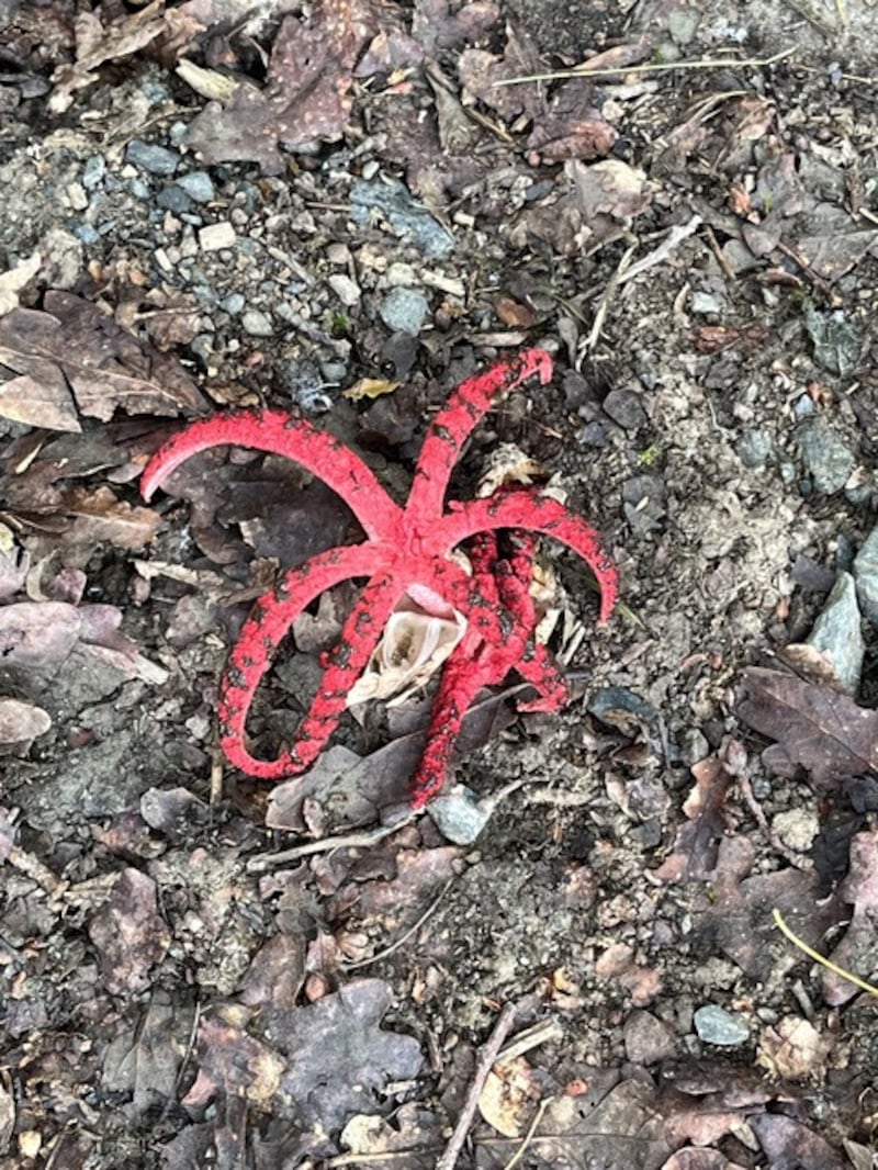 This unmistakable, spectacular red fungus is one of the stinkhorns - Clathrus archeri - commonly known as ‘Octopus Stinkhorn’ or ‘Devil’s Fingers’. Photograph: Róisín Ní Cheallaigh