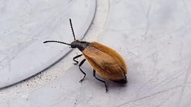 We’ve seen this insect around our house. Should we be worried?