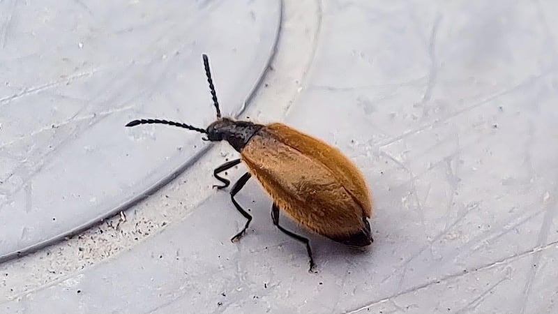 We’ve seen this insect around our house. Should we be worried?