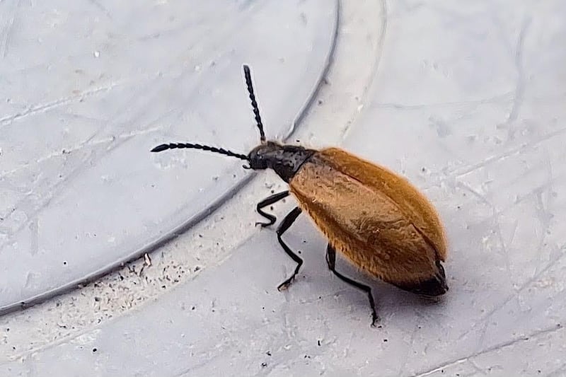 We’ve seen this insect around our house. Should we be worried?