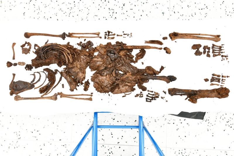 The bones of the Ballymacombs More Woman. Photograph: PSNI/PA