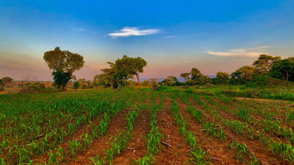 A maize field, Mkushi, Zambia, December 2019. Photo credit: Eoin Ryan. Maize is the staple food crop of most African countries.