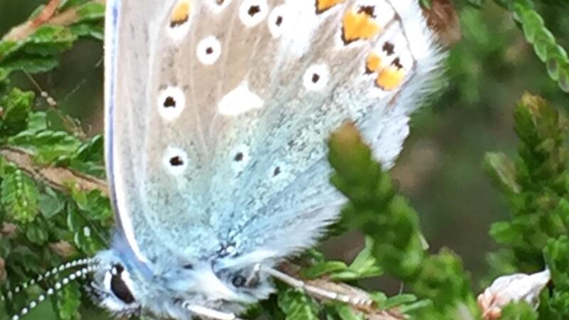 The common blue butterfly