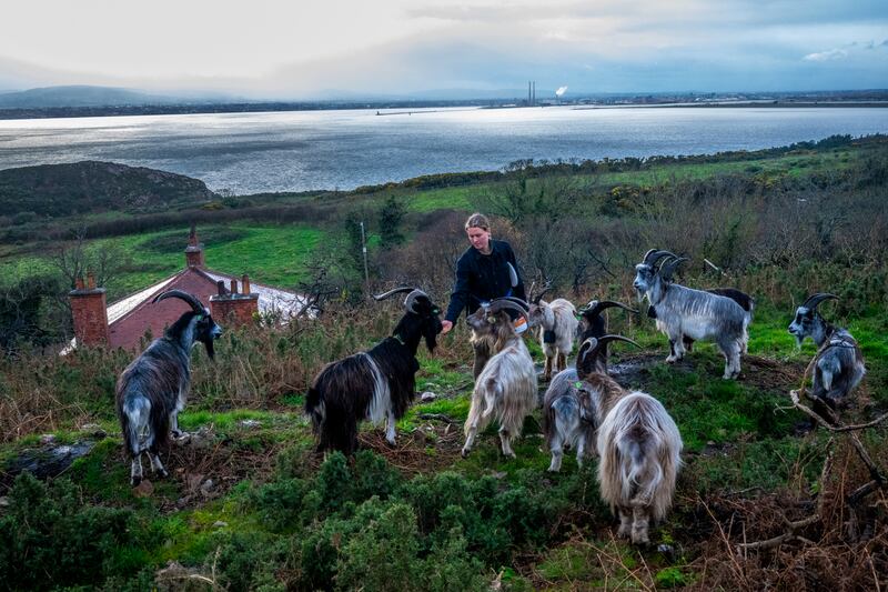 Goat herder Melissa Jeuken tends to her herd on the summit of Howth Head. Photograph: Deanne Fitzmaurice