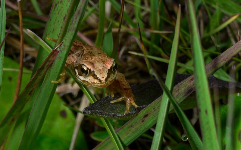 The common frog on Lough Carra. Photograph: Michael McLaughlin