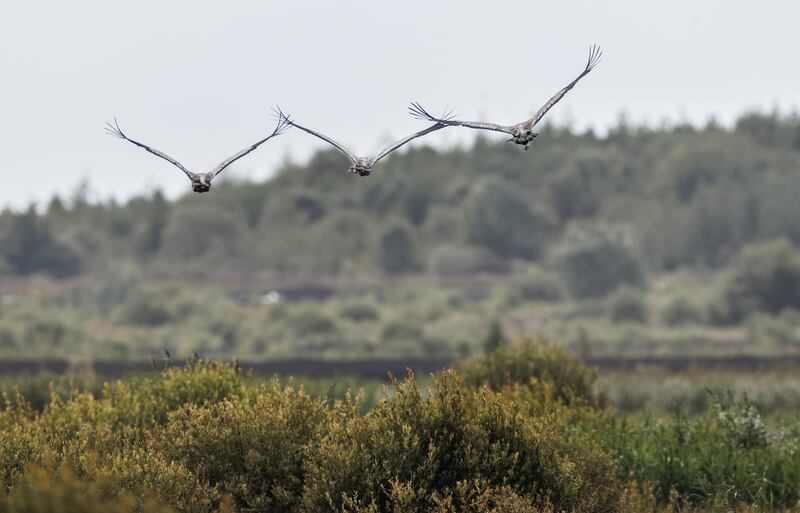 Common cranes return to Bord na Móna-managed bogland, 2023. 'Everyone acknowledges that restoring Ireland’s depleted terrestrial, freshwater and marine habitats and the species that depend on them is a hugely complex task.' Photograph: James Crombie/Inpho