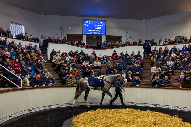 The two main sales companies, Goffs and Tattersalls, already give money to rehoming bodies in Ireland that are swamped by the scale of the overall problem. Photograph: Morgan Treacy/Inpho 