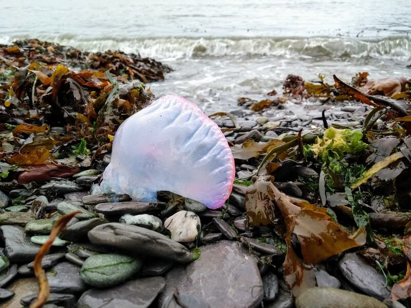 The Portuguese man o’ war is appearing on west Cork beaches with increasing regularity