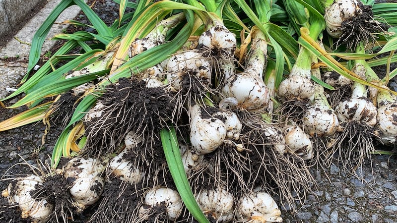 Garlic harvest day. Photograph: Getty