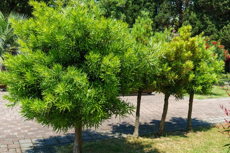 Green leaves of Podocarpus Macrophyllus, yew plum pine, Buddhist pine and fern pine in Sochi park