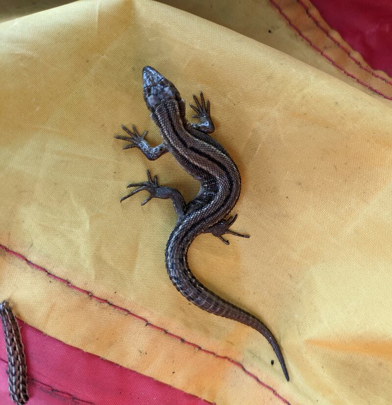 Viviparous lizard, supplied by D O'Donovan