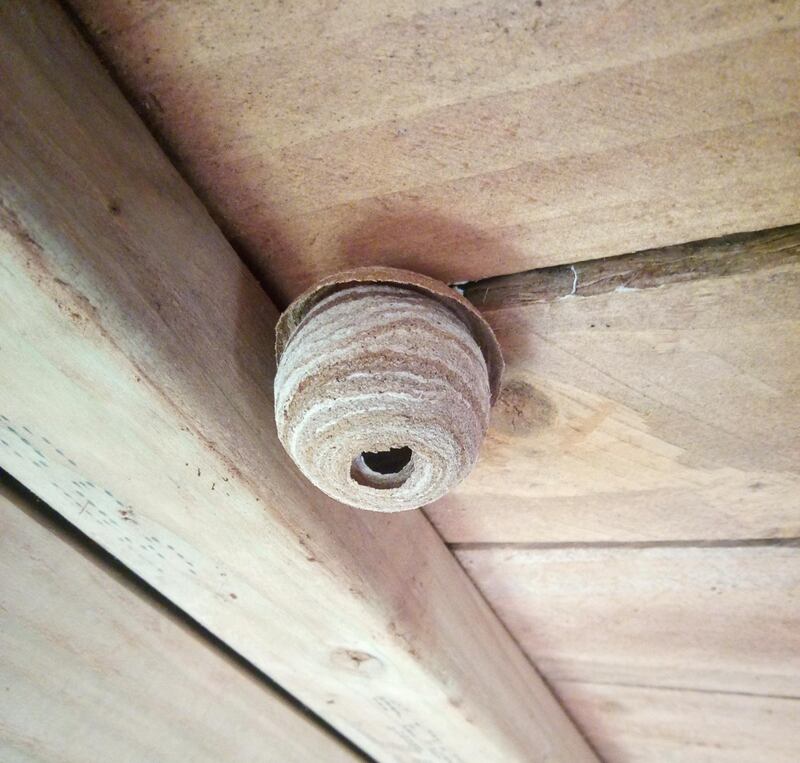 A wasps' nest. 