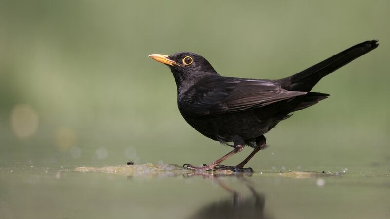 Lon dubh. grianghraf: istock/getty images