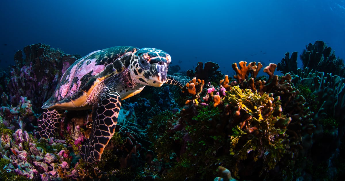 World on verge of ratifying key treaty to protect oceans