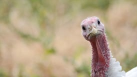 Taibhreamh an turcaí