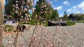 What happens to Bloom’s show gardens when the festival is over?
