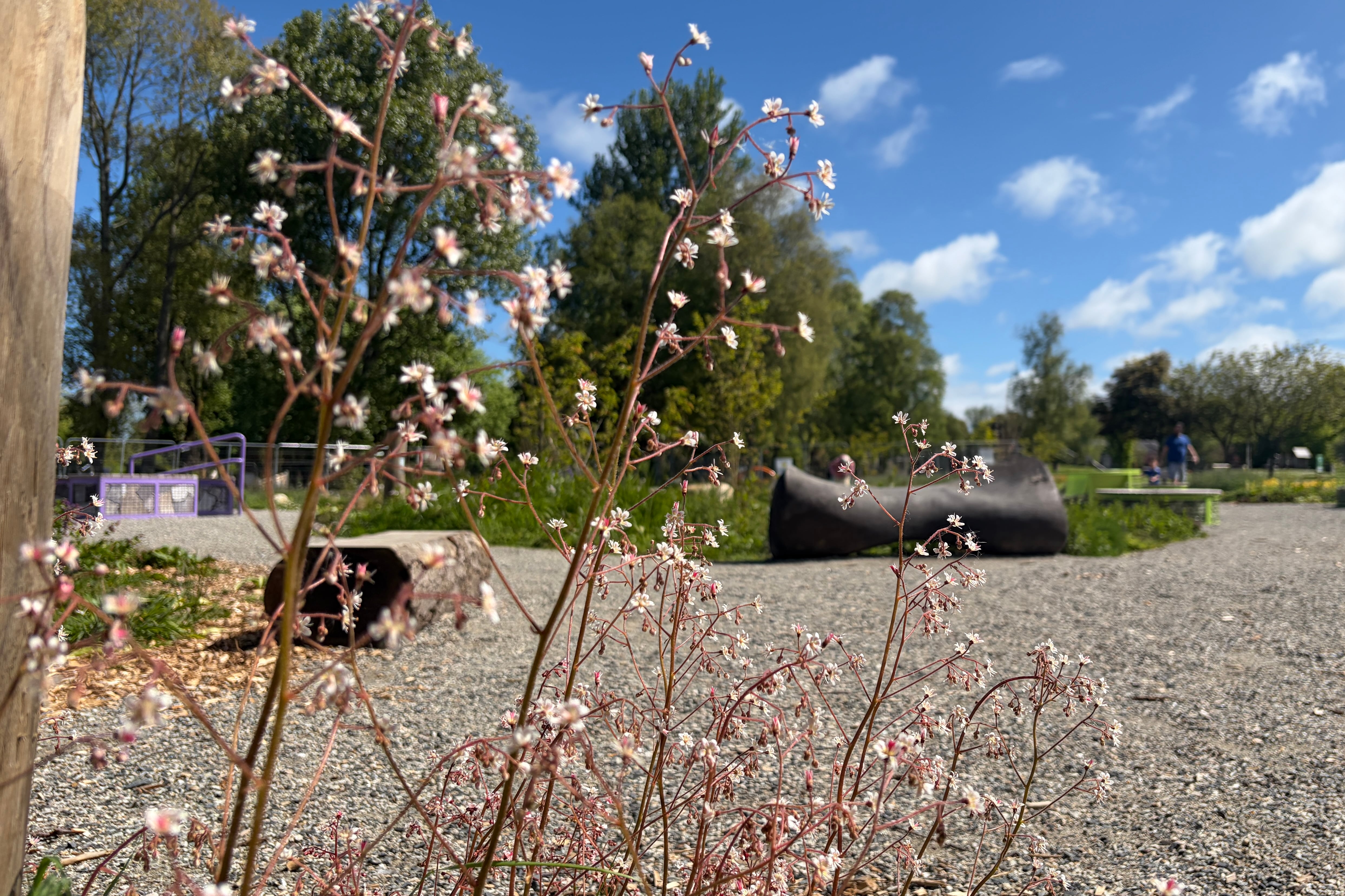 What happens to Bloom’s show gardens when the festival is over?