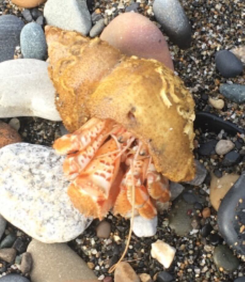 A  hermit crab seen on Killiney beach, Co Dublin.
