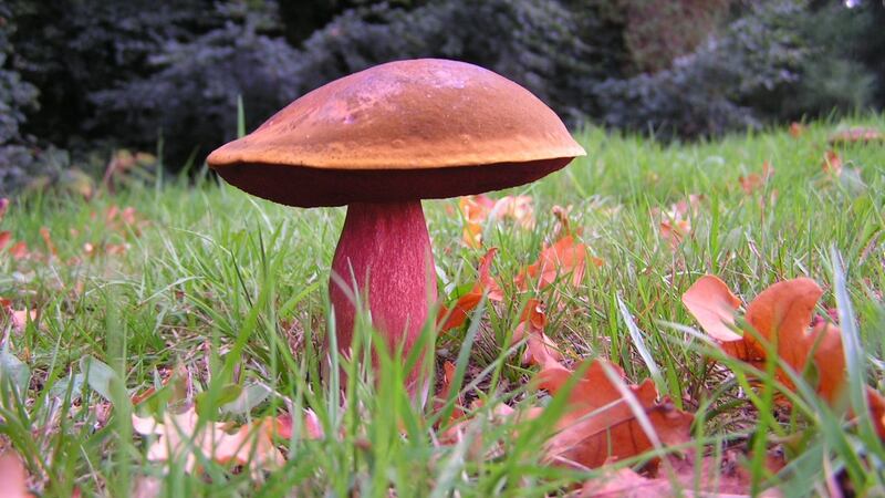 The Scarletina Bolete has a pleasant and nutty flavour if cooked,  but is poisonous raw. Photograph: Wojciech Chmura