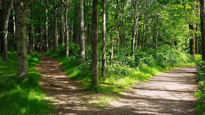 O’Kane family backs forestry venture to buy harvesting rights