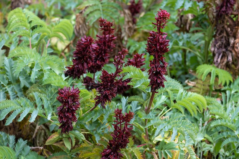 Melianthus major in bloom