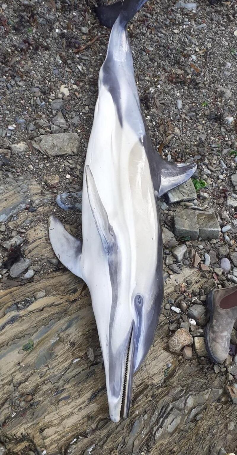 Dolphin