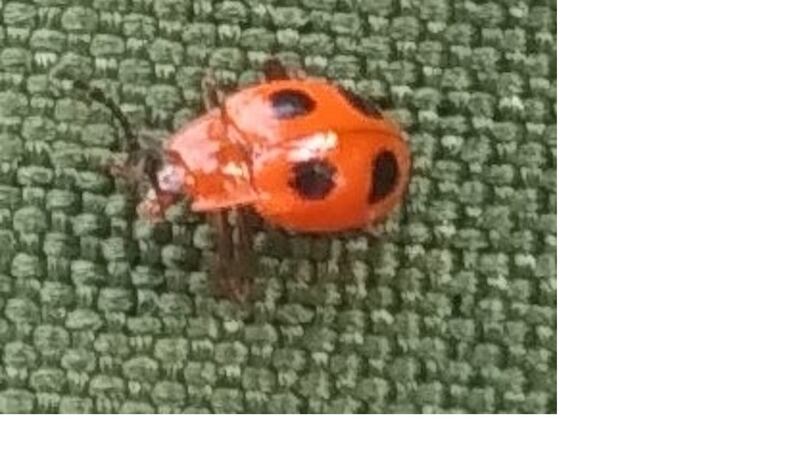 Cardinal beetle
