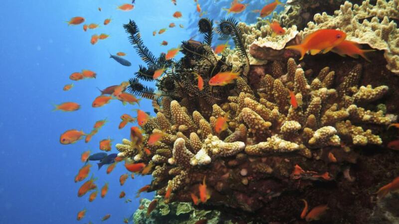 The Great Barrier Reef has the world’s largest collection of coral reefs, with 400 types of coral, 1,500 species of fish, 4,000 types of mollusc, and is a habitat for threatened species.