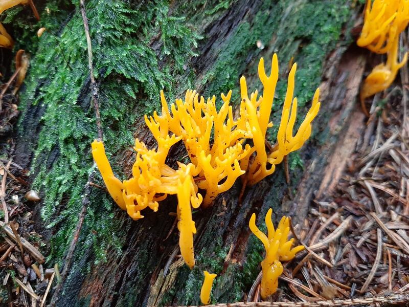 Yellow stagshorn