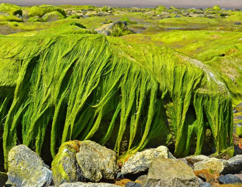 Shaggy Dogs: Ann McCafferty