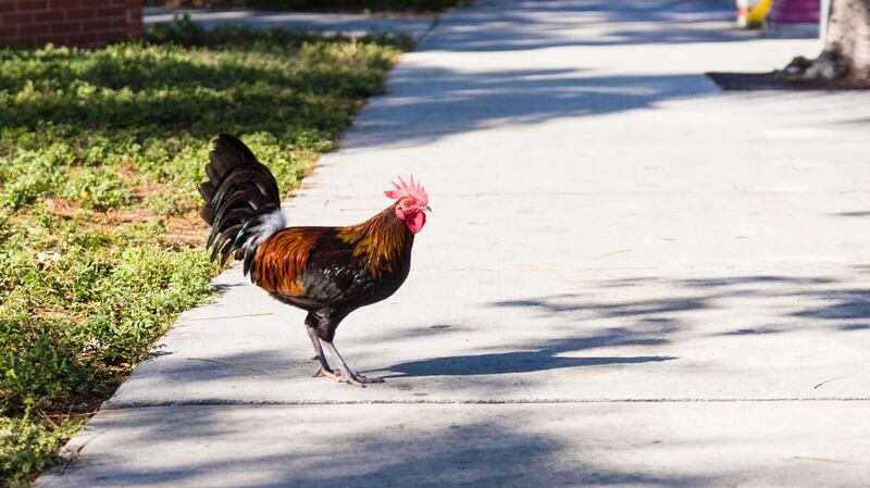 Even the feral chickens are wild on Key West and you will often jump out of your skin when a cock screeches behind you.