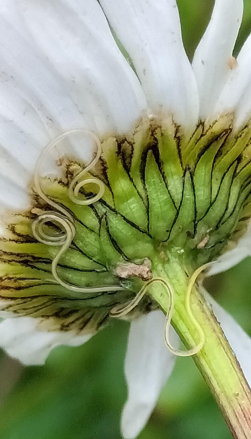 Thunderworms on an ox-eye daisy