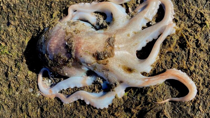 Ian Brunswick’s photo of lesser octopus, Eledone cirrhosa, seen in Dublin 4.