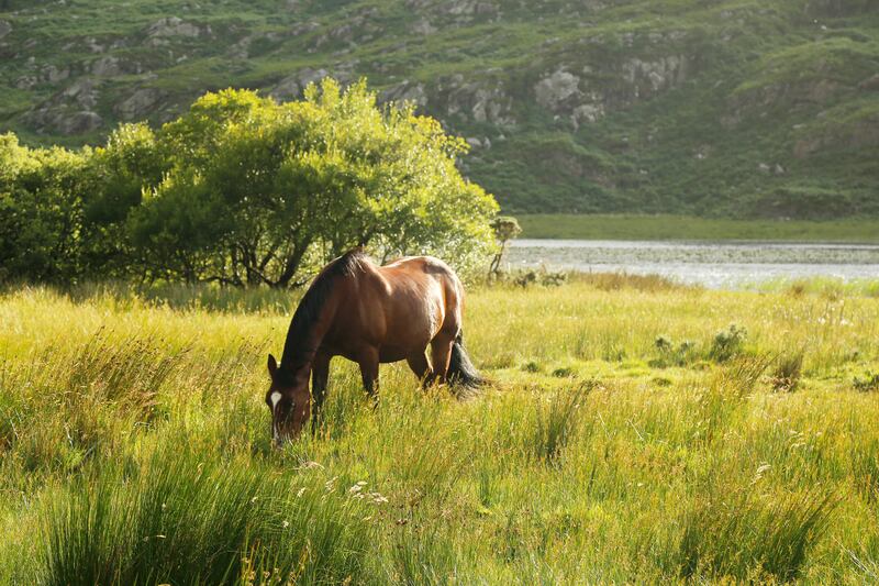 Even the most experienced nag could be forgiven for spooking in the Gap of Dunloe. Photo: Getty Images