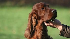 Canine world in shock at Crufts dog poisoning